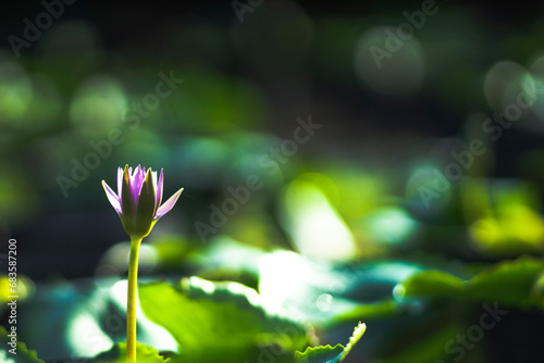 The lotus blooms in the morning in the swamp, Colorful flowers bloom when it is bright in my garden