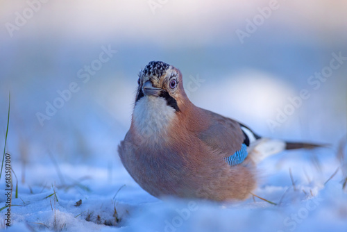 Sójka (Garrulus glandarius)