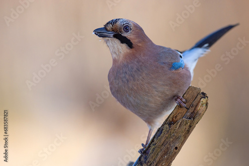 Sójka (Garrulus glandarius) #683587821