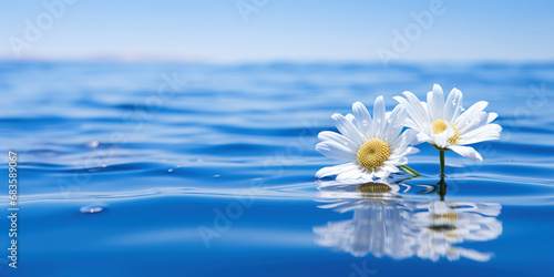 The bright white of a daisy stands out, sunlit against the deep blue of the ocean