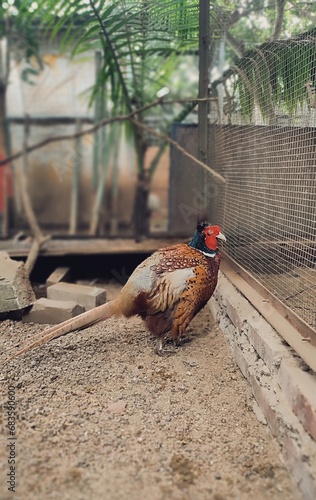 The common pheasant (Phasianus colchicus) is a bird in the pheasant family (Phasianidae). The genus name comes from Latin phasianus, 