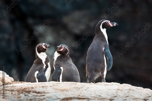Pinguino de Humboldt