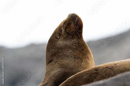 lobo marino dos pelos