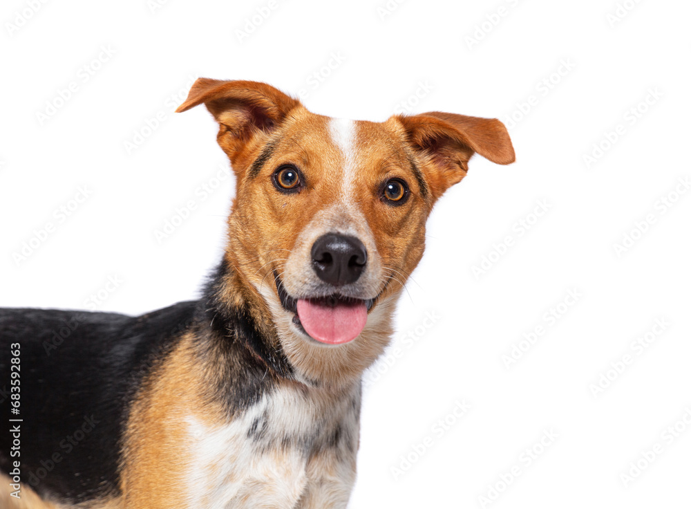 studio photo of a cute dog in front of an isolated background