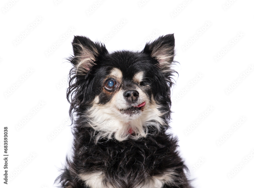 studio photo of a cute dog in front of an isolated background studio photo of a cute dog in front of an isolated background