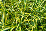 Variegated tropical plants with leaves of green and yellow