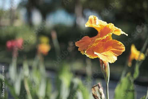 blooming yellow flower in morning sunlight