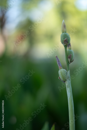 green flower buds, vertical, bokeh