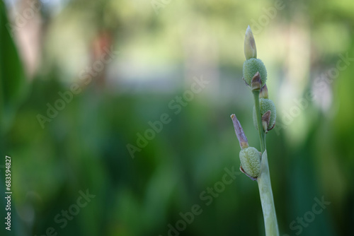green flower buds, blurry background, horizontal 