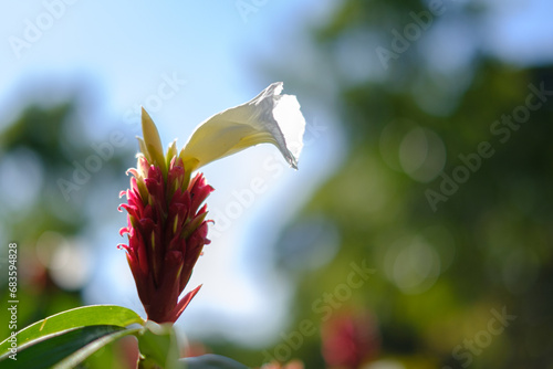 red and white flower, bokeh background