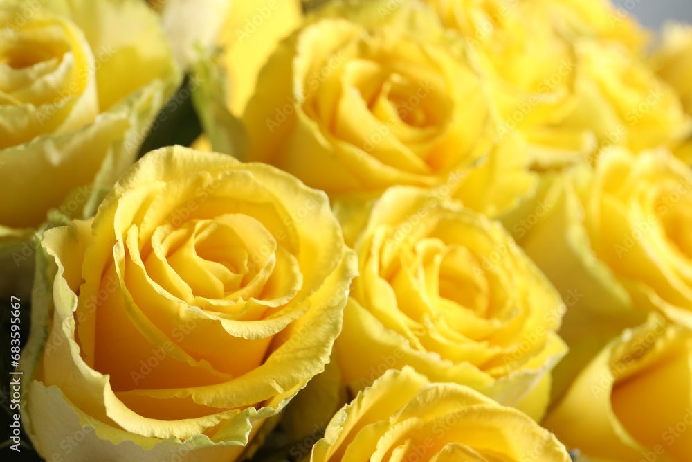 Beautiful bouquet of yellow roses, closeup view Beautiful bouquet of yellow roses, closeup view