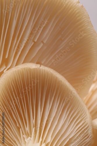 Macro view of fresh oyster mushrooms as background