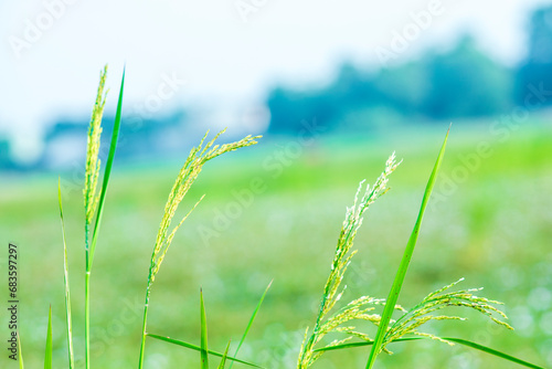 The beauty of the morning in the rice fields on a sunny morning. Scenic view of agricultural field against sky. rice field views in a beautiful afternoon. High angle view of corn on land. Natural rice