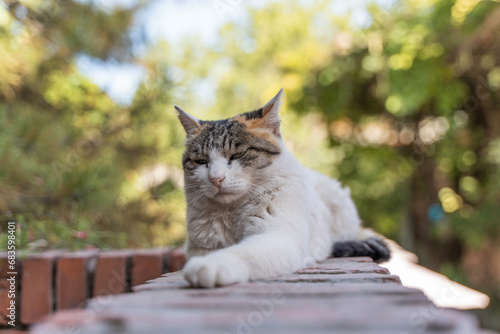 Cat resting on the wall stretching its paws