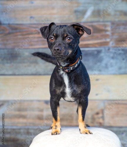 Cute photo of a dog in a studio shot on an isolated background