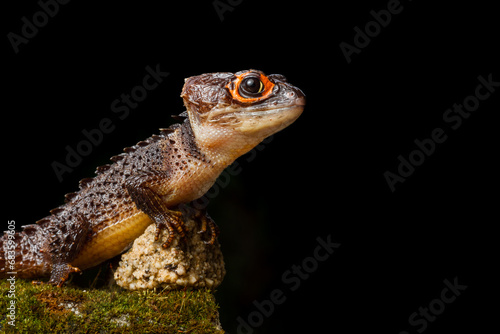 Red eyed crocodile skink (Tribolonotus Gracilis) animal closeup, kadal buaya bermata merah photo