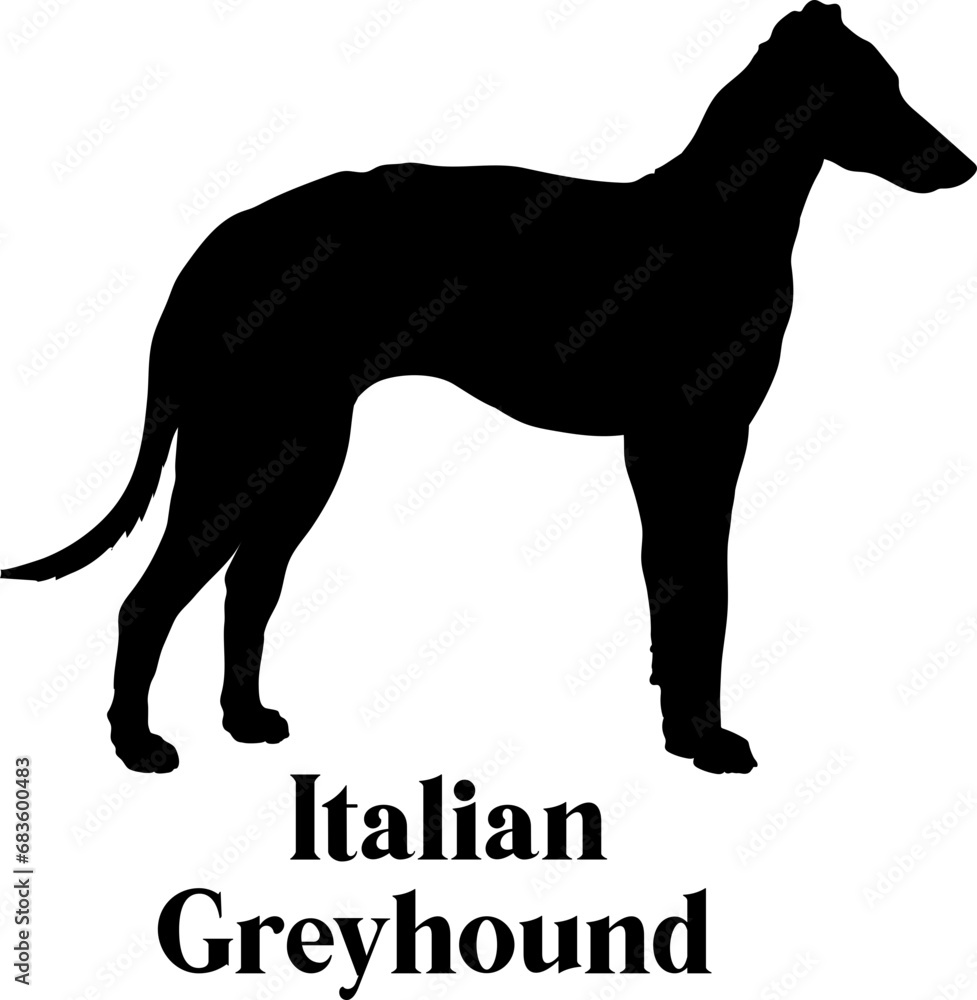 Italian Greyhound Dog silhouette dog breeds logo dog monogram logo dog face vector
SVG PNG EPS Italian Greyhound Dog silhouette dog breeds logo dog monogram logo dog face vector
SVG PNG EPS