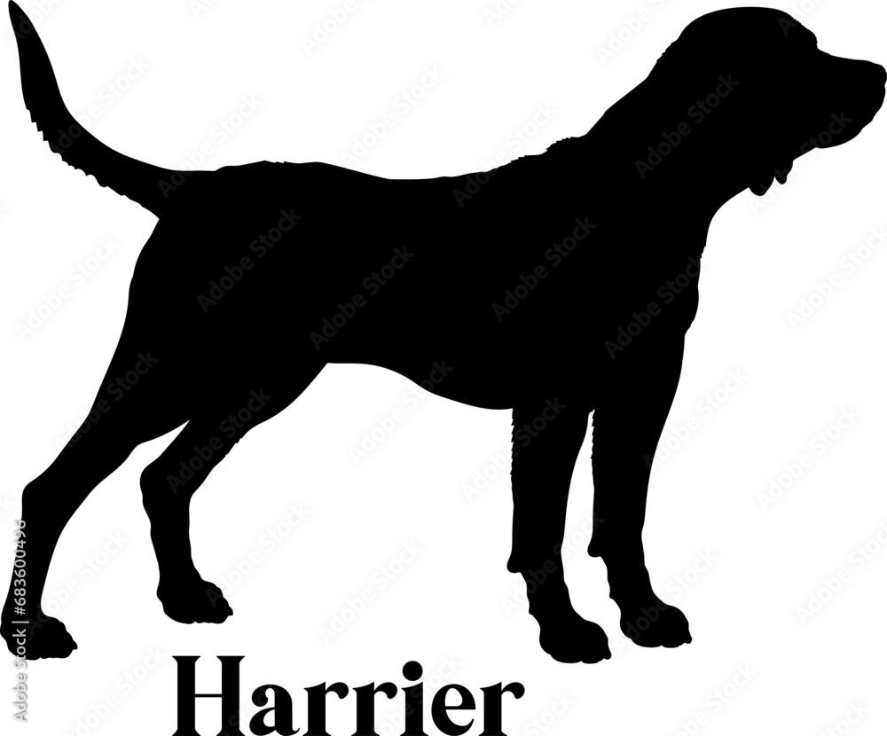 Harrier Dog silhouette dog breeds logo dog monogram logo dog face vector
SVG PNG EPS