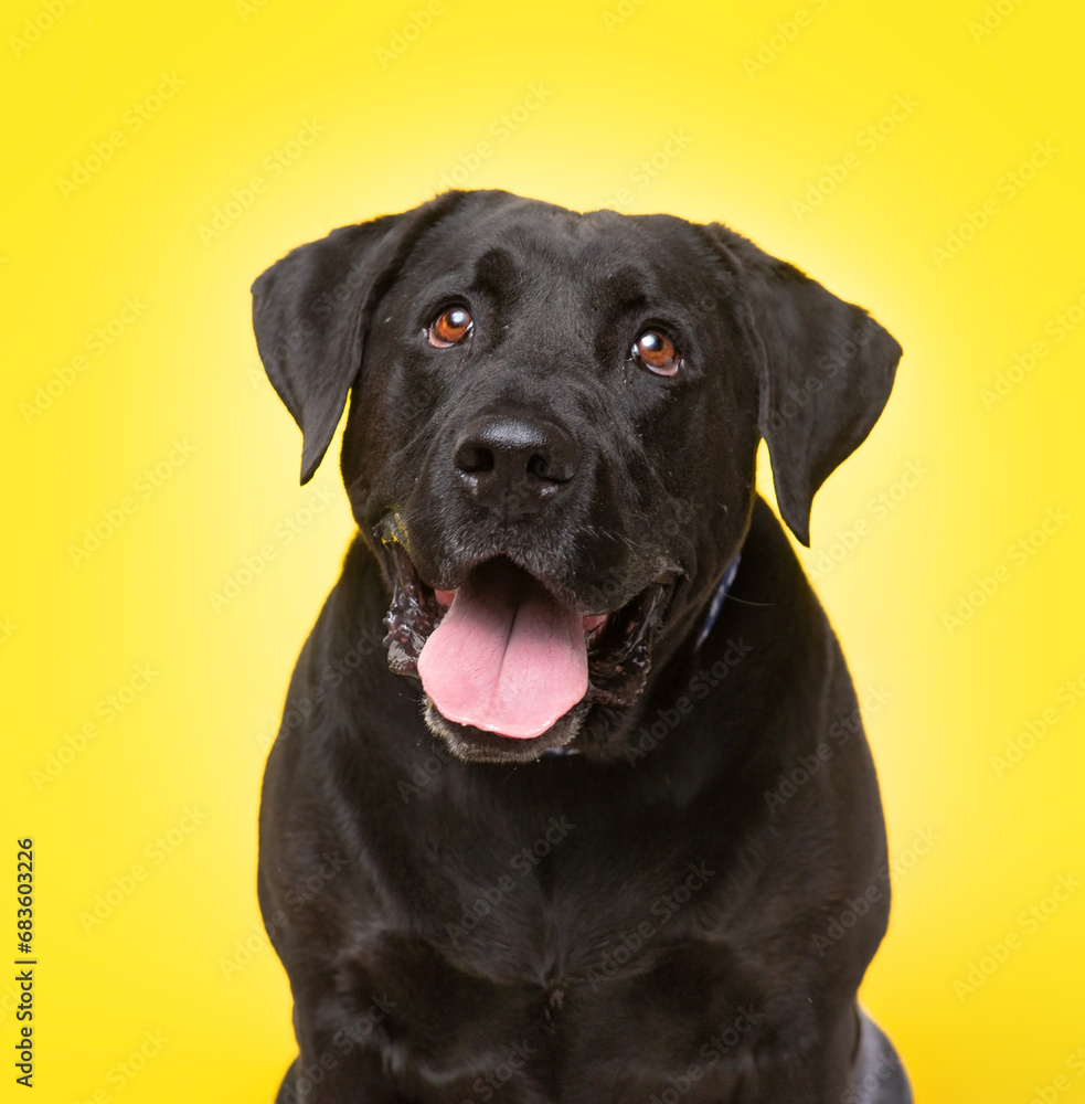 studio photo of a cute dog in front of an isolated background studio photo of a cute dog in front of an isolated background