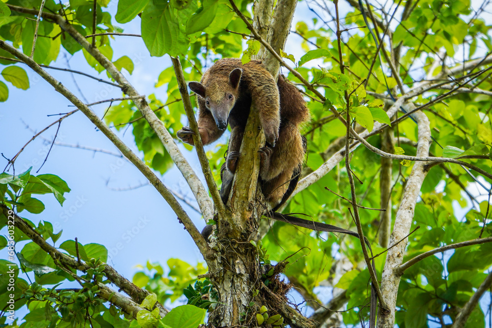 Obraz premium Lémur in nature
