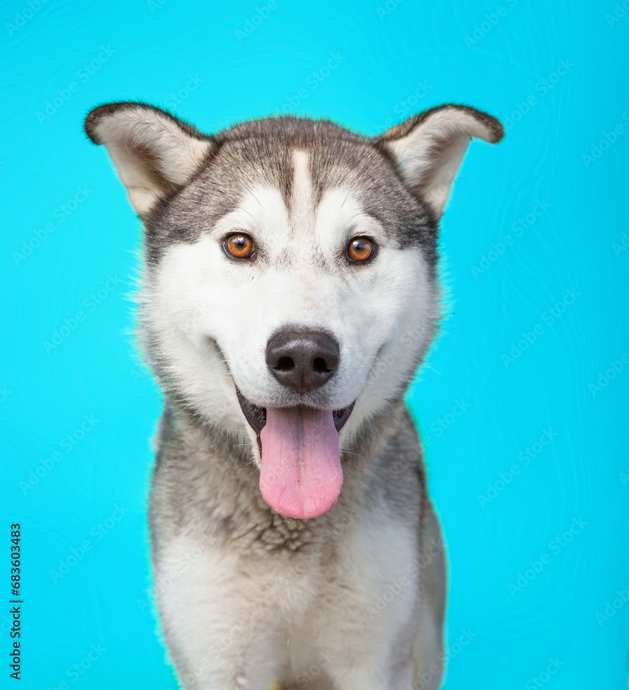 studio photo of a cute dog in front of an isolated background