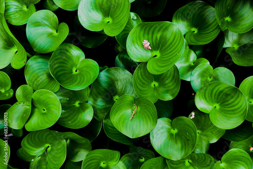 Top view of the Kidney leaf mud plantain (Heteranthera reniformis) in a fishpond. This water weed forms dense mats in shallow freshwater and on damp soil at the water’s edge photo