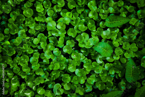 Top view of the Kidney leaf mud plantain (Heteranthera reniformis) in a fishpond. This water weed forms dense mats in shallow freshwater and on damp soil at the water’s edge photo