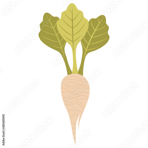 Sugar beet cartoon vector illustration isolated on white background. White beet illustration.