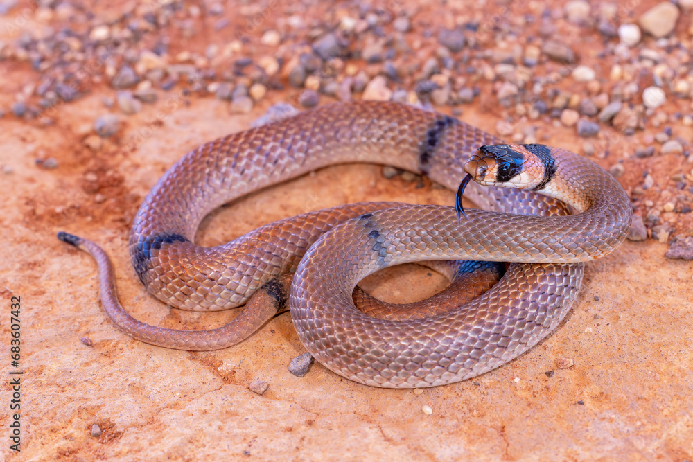 Fototapeta premium Australian Ringed Brown snake flickering it's tongue