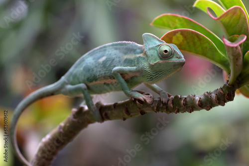 Baby veiled chameleon on a tree branch