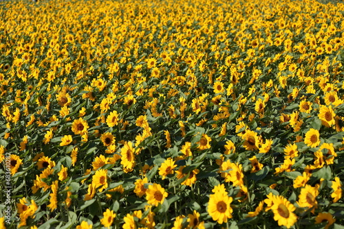 many beautiful sunflowers in a sunflower field