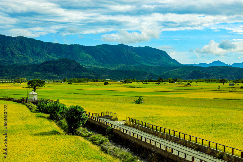 Wide golden rice field,rural scenery and mountain,cloudscape form a scenic vast view. Chishang, Taitung,Taiwan.High quality photo use in branding,calender,postcard,screensave,wallpaper,cover,website