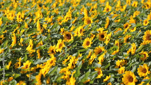 many beautiful sunflowers in a sunflower field