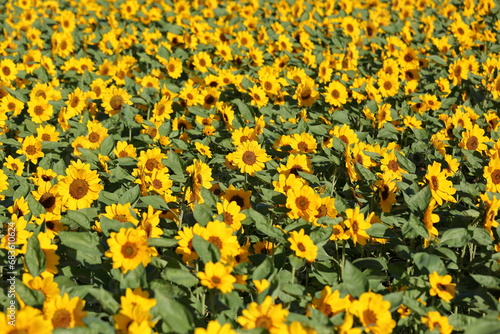 many beautiful sunflowers in a sunflower field