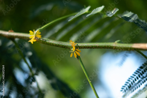 backlit picture of trees and leaf