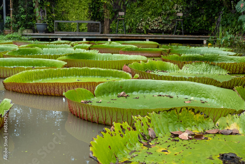 Light green big lotus leaf waterlily in pond at park with daylight.