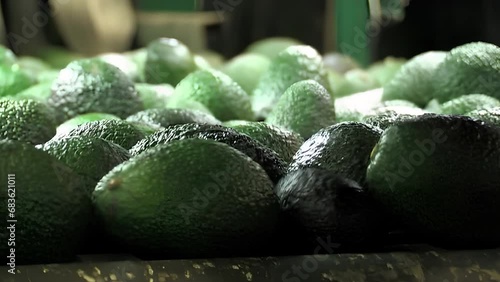 Avocados rolling in a industrial line photo