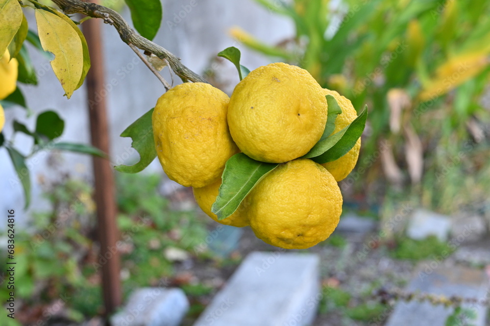 Yuzu (Citrus junos) fruits. The fruit season is from September to