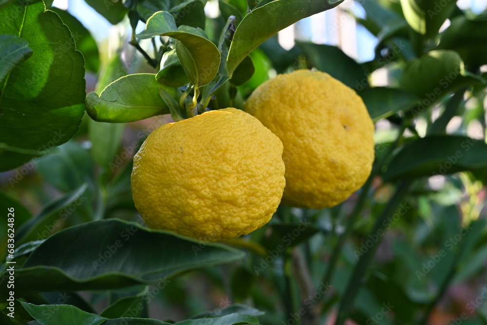 Yuzu (Citrus junos) fruits. The fruit season is from September to December, and it has a strong sour taste and is used as a spice in Japanese cuisine and as a herbal medicine. Yuzu (Citrus junos) fruits. The fruit season is from September to December, and it has a strong sour taste and is used as a spice in Japanese cuisine and as a herbal medicine.