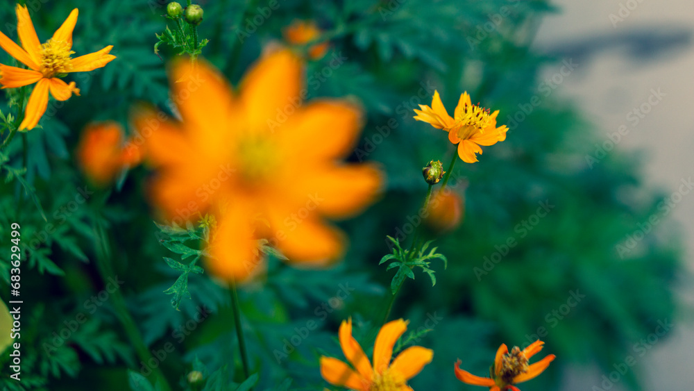 Yellow imitation flowers have wheel-toothed leaves and yellow petals. The garden has many types of flowers Yellow imitation flowers have wheel-toothed leaves and yellow petals. The garden has many types of flowers