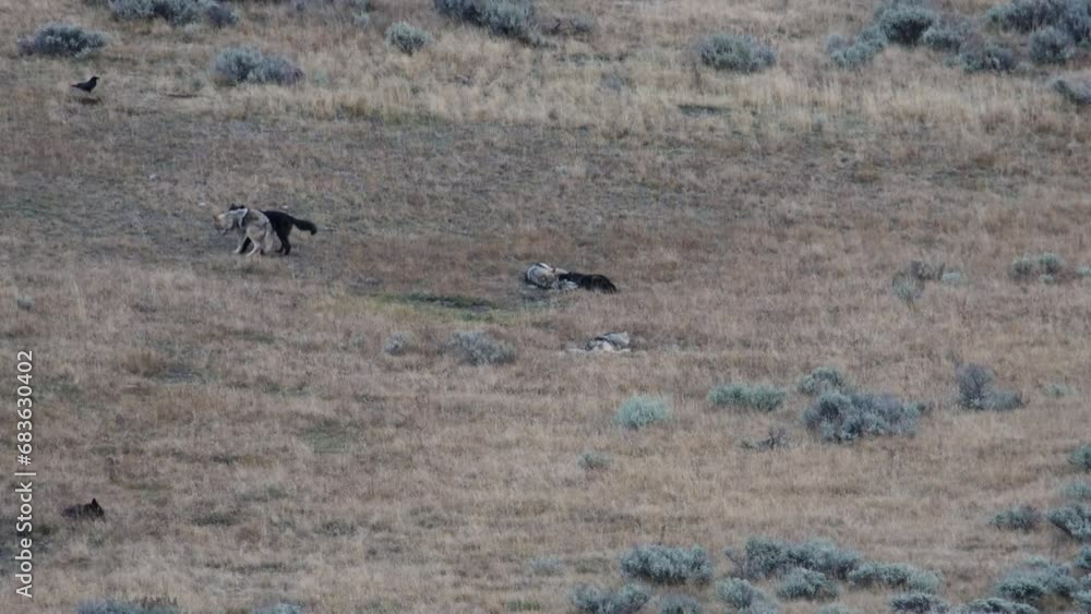 Pack of Wolves (Canis lupus) in Yellowstone National Park during fall
Pack of Wolves (Canis lupus) in Yellowstone National Park during fall