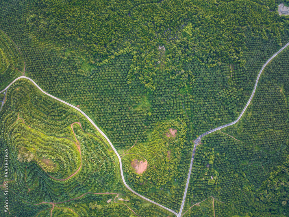 Row of palm tree plantation garden on high mountain in phang nga thailand, Aerial view drone high angle view road around the palm trees plantation Row of palm tree plantation garden on high mountain in phang nga thailand, Aerial view drone high angle view road around the palm trees plantation