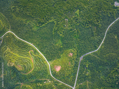 Row of palm tree plantation garden on high mountain in phang nga thailand, Aerial view drone high angle view road around the palm trees plantation © panya99