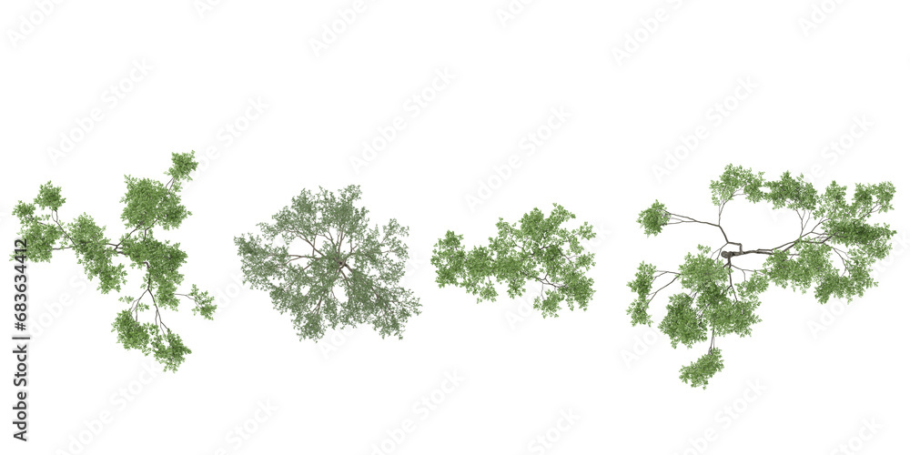 Eucalyptus,Plam trees collection of top view isolated on transparent background - obrazy, fototapety, plakaty 