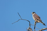 beautiful Kestrel perched on branch under the blue sky
