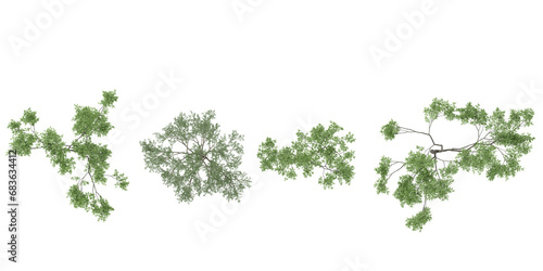 Eucalyptus,Plam trees collection of top view isolated on transparent background