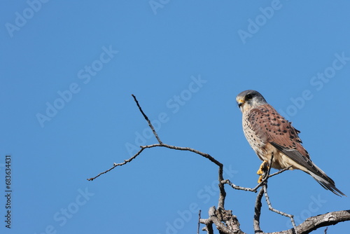 beautiful Kestrel perched on branch under the blue sky
