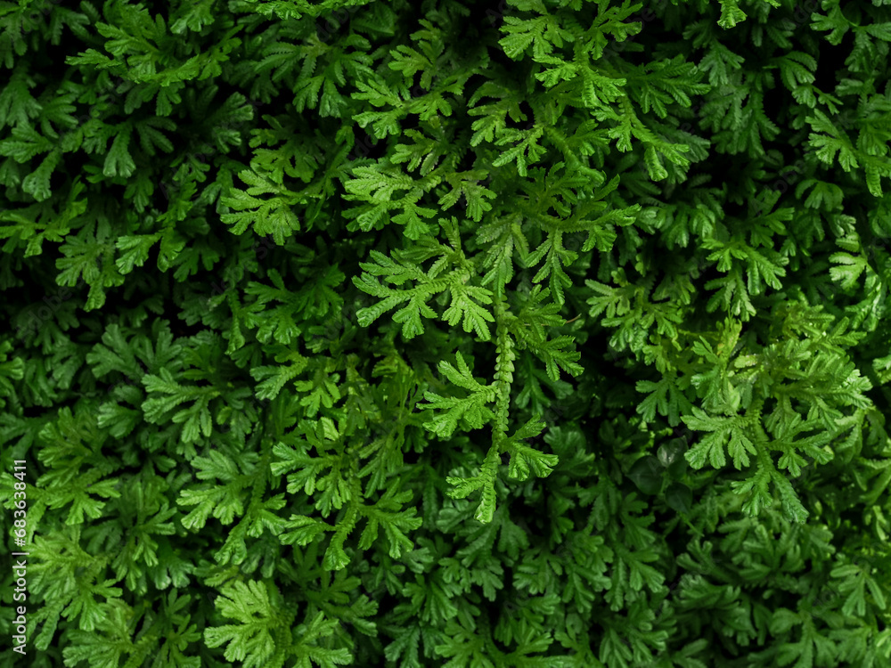 Green fern leaf texture for natural background Green fern leaf texture for natural background