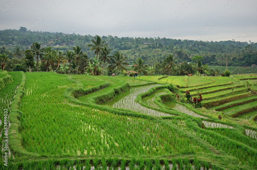 Scenic view of rice fields in Indonesia