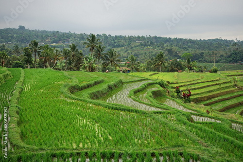 Fototapeta Naklejka Na Ścianę i Meble -  Scenic view of rice fields in Indonesia